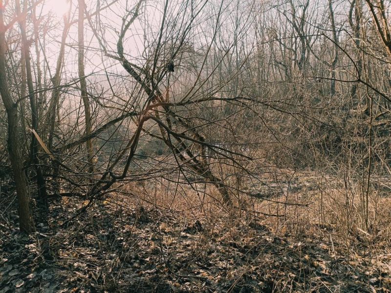 img 20250309 img 20250309