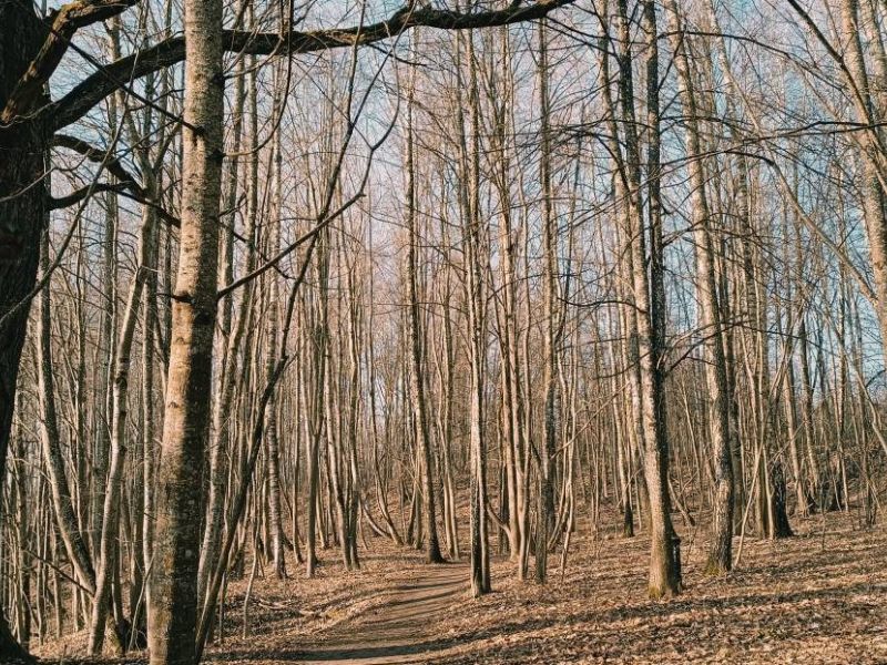 img 20250309 img 20250309