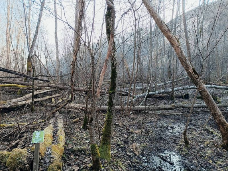 img 20250309 img 20250309