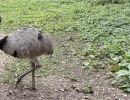 img img