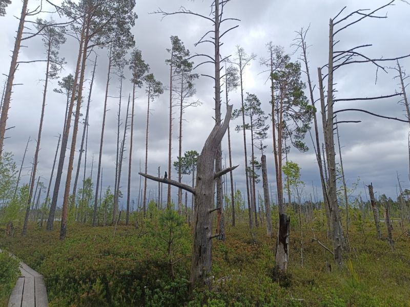 img 20250621 img 20250621