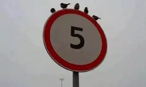 5 pauksciai žvirbliai