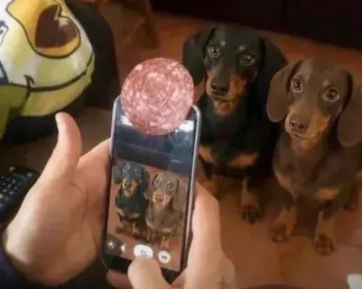 fotografuojami sunys