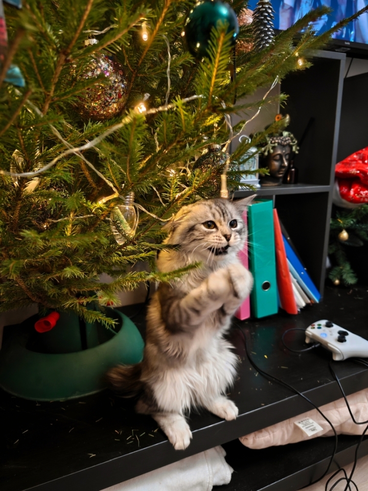 katinas po kaledine eglute