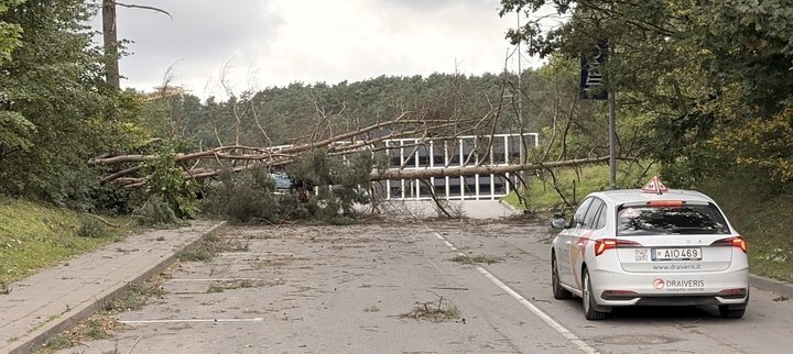 medis užvirtes ant automobilio4