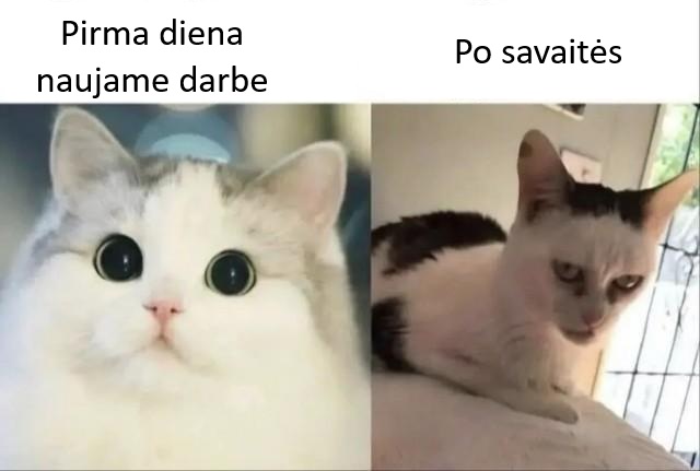 pirma diena darbe