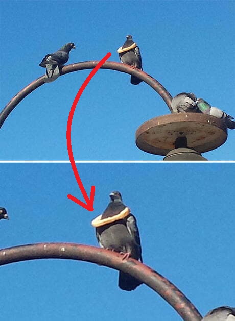 tituluotas balandis
