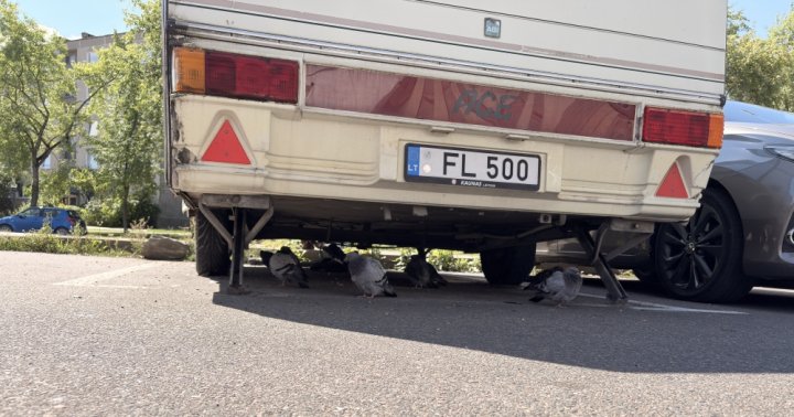 balandziai slepiasi nuo kaitros