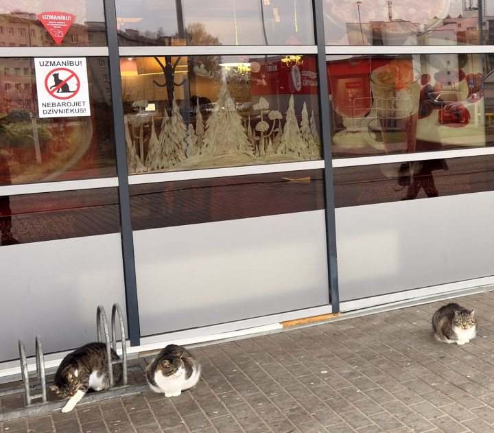 draudziama maitinti kates