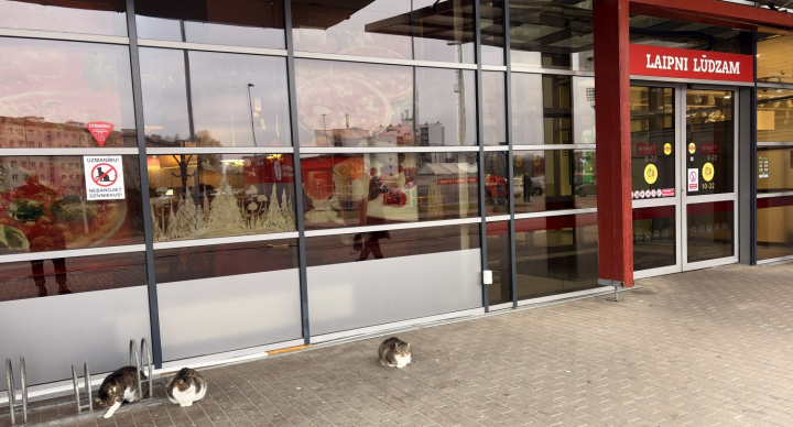 katės prie čili picerijos