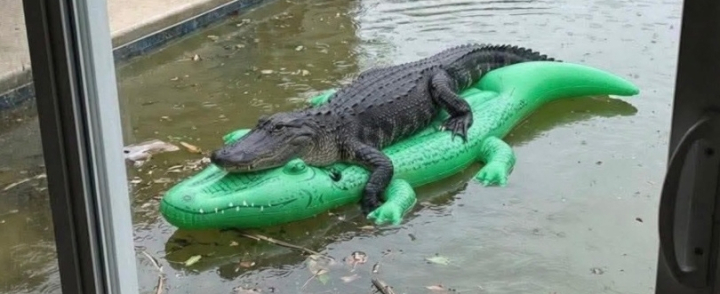 krokodilas ant krokodilo