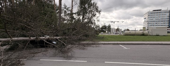 medis užvirtes ant automobilio