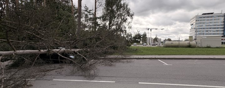 medis užvirtes ant automobilio